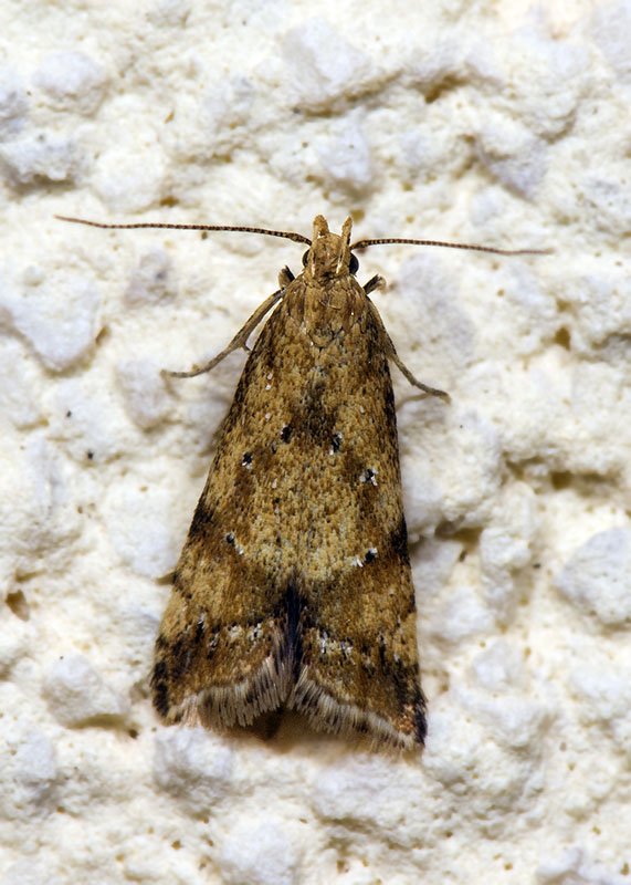 Brachmia blandella, Gelechiidae